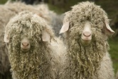 Mopheads