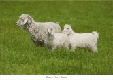 Darren Farm Goats DFG5