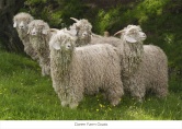 Darren Farm Goats II