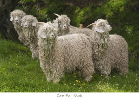 Darren Farm Goats II